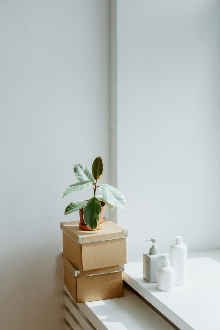 Bright minimalist setup featuring a rubber plant on boxes in natural light.